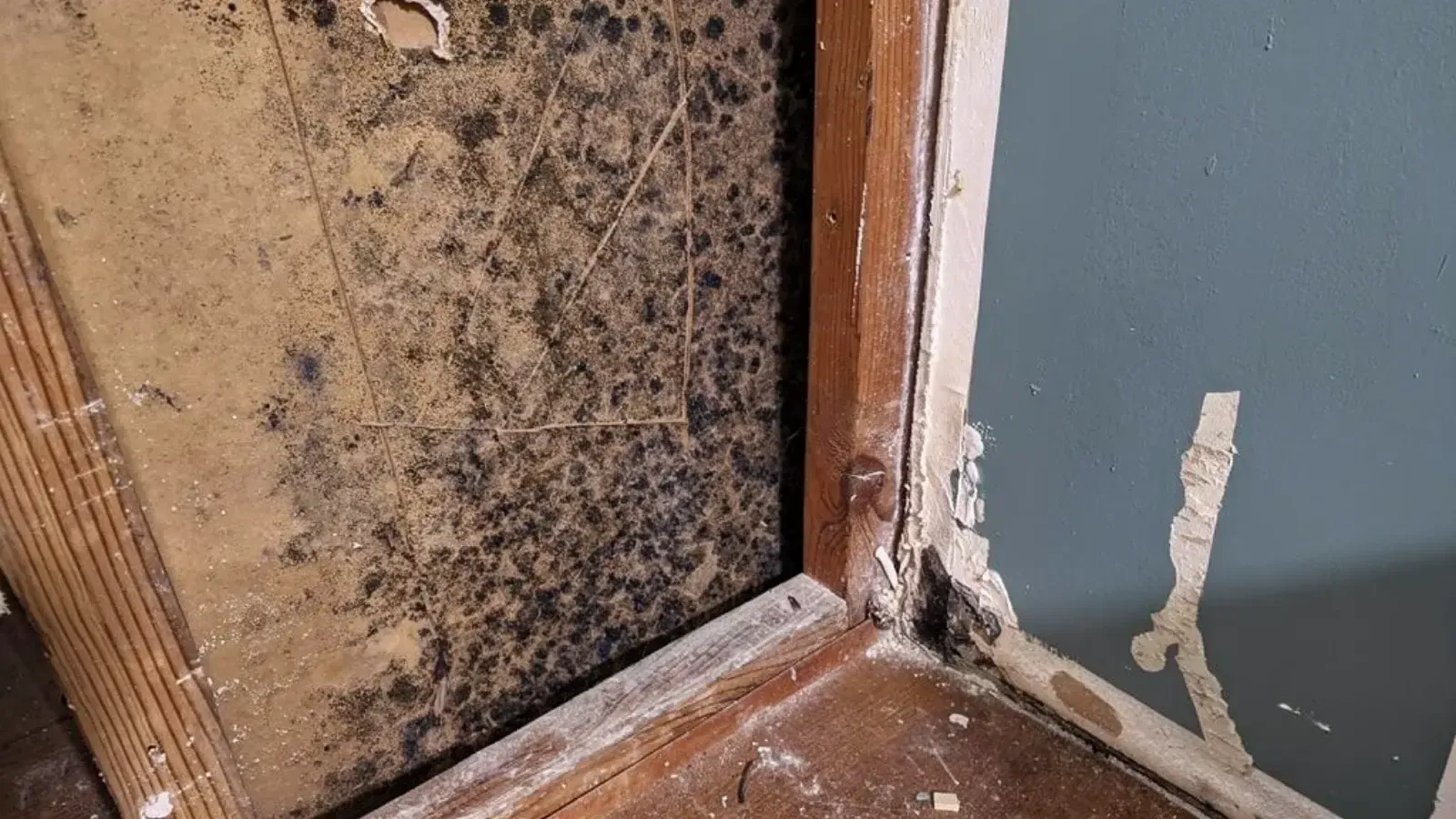 A bathroom wall corner opened beside the tub, mould spread across the exposed board behind